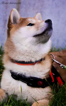 Copyright : Bastetphotographie